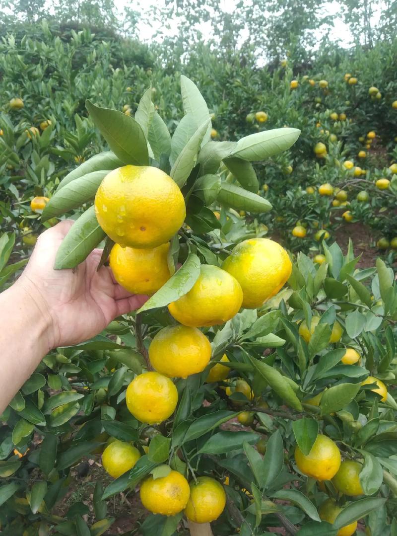 人煙寒橘柚,秋色老梧桐.資陽(yáng)佛山橘海蜜